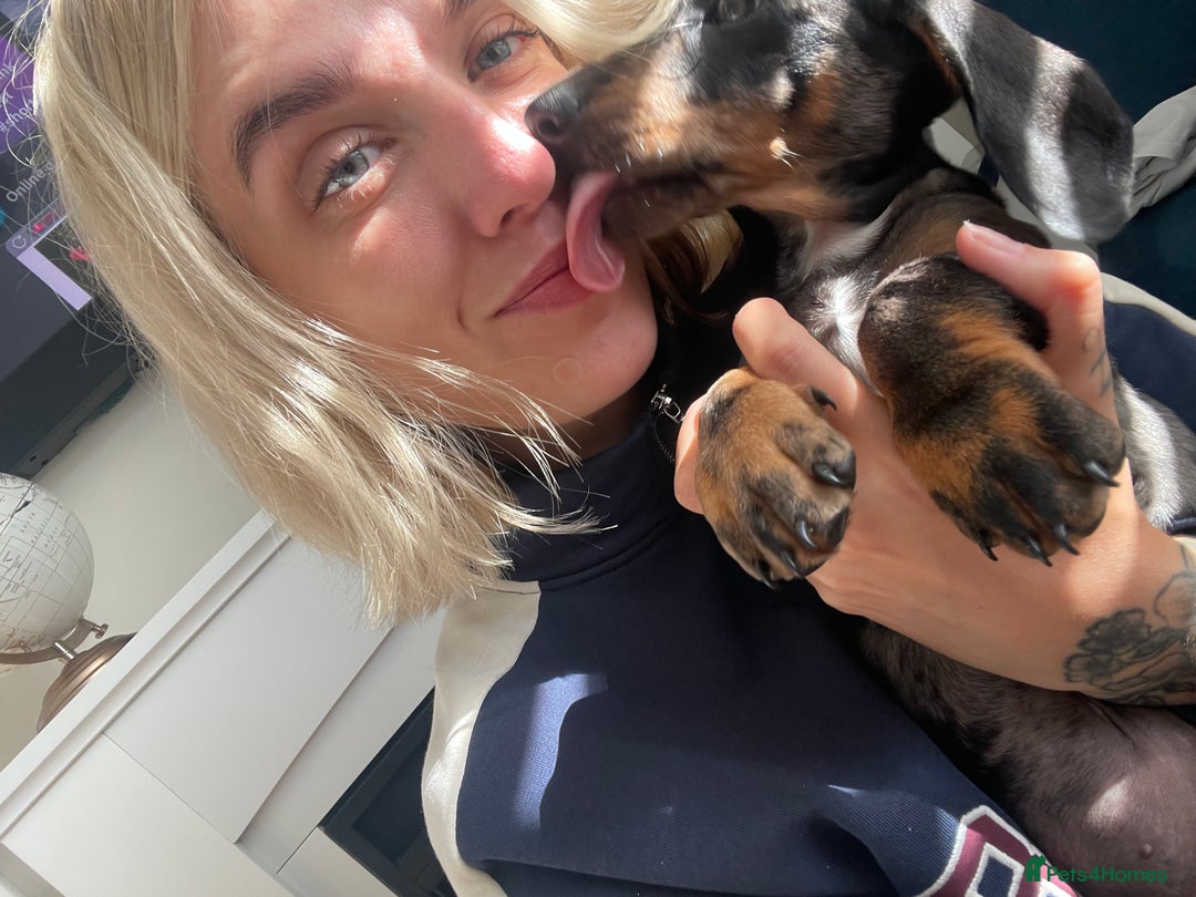 Dachshund dogs for sale: Bandit Beans  - Advert 1