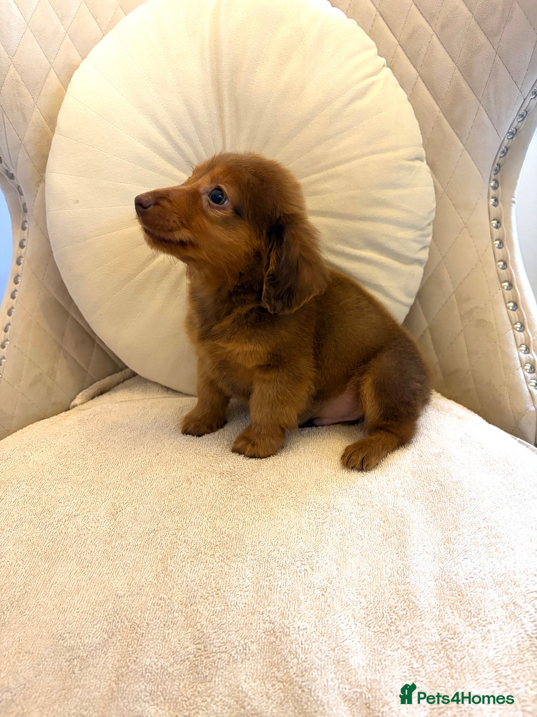Miniature Dachshund dogs for sale: Dachshund puppy only 1 Boy still available  - Advert 9