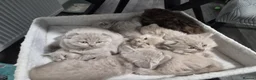 Scottish Fold cats for sale: Scottish fold and stright kittens  - Advert 5