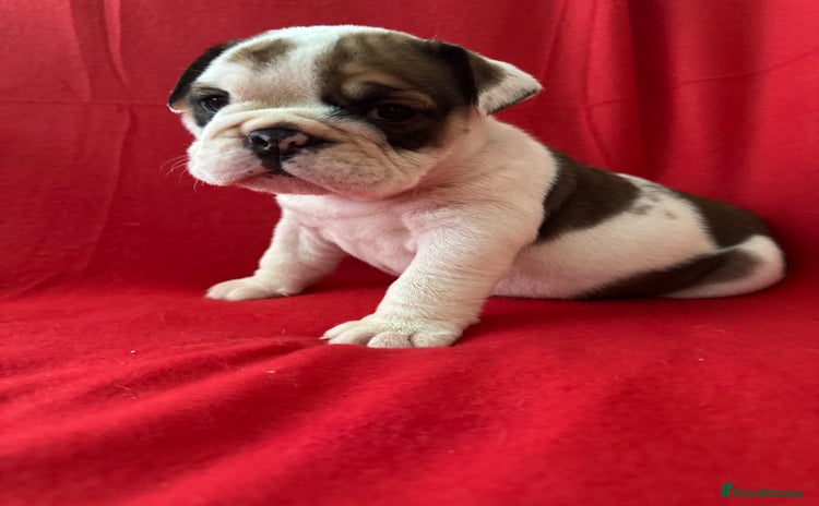 English Bulldog dogs - Advert 3