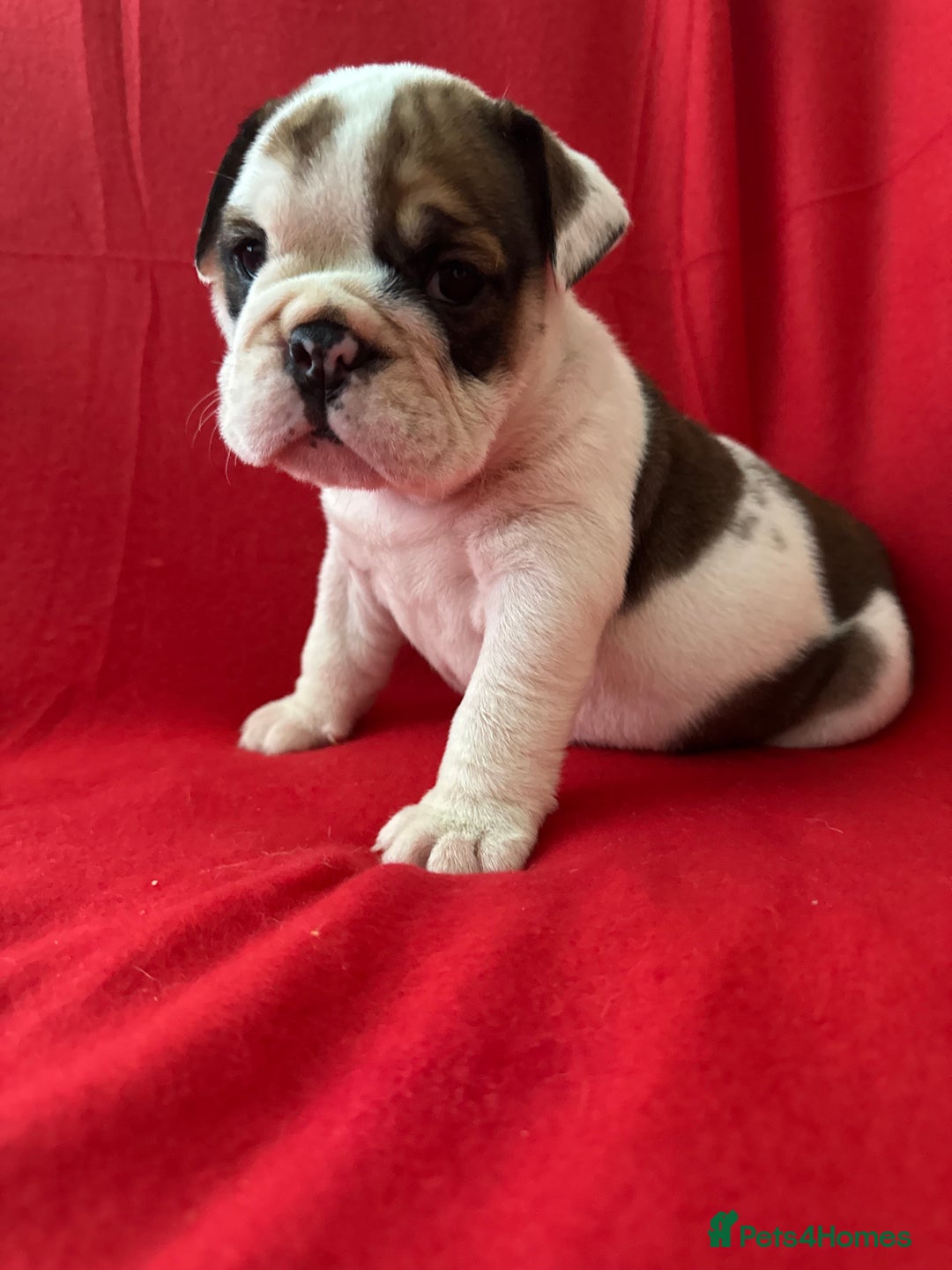 English Bulldog dogs for sale: KC Registered English Bulldog Puppies - Image 1