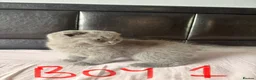 Scottish Fold cats for sale: Beautiful Scottish Fold & Straight Kittens in Wigston - Advert 3