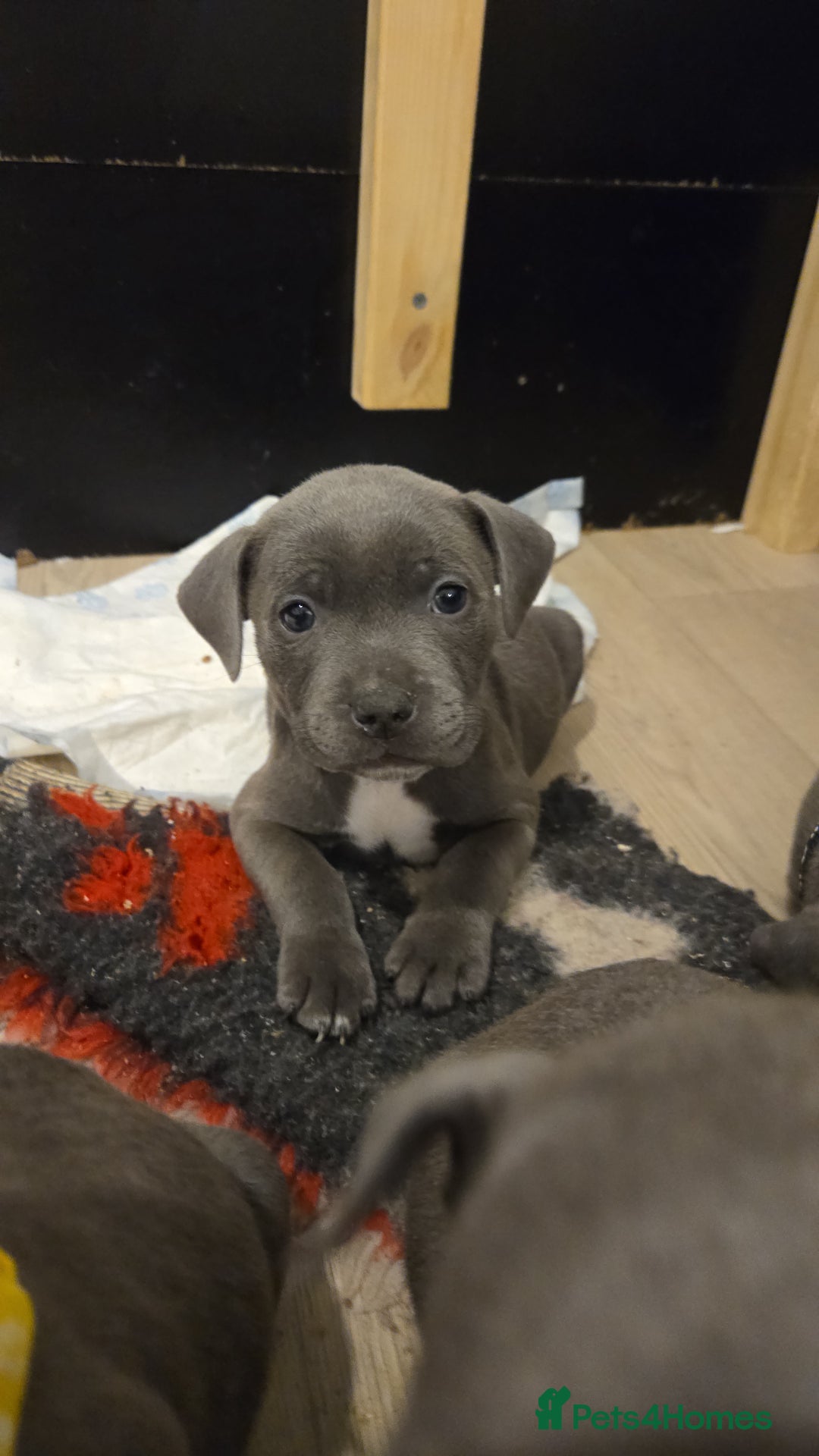 Staffordshire Bull Terrier dogs for sale: Blue Staffy Puppies 🐶 - Advert 2