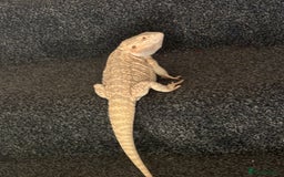 Bearded Dragon reptiles for sale: Breaded dragon - Image 4