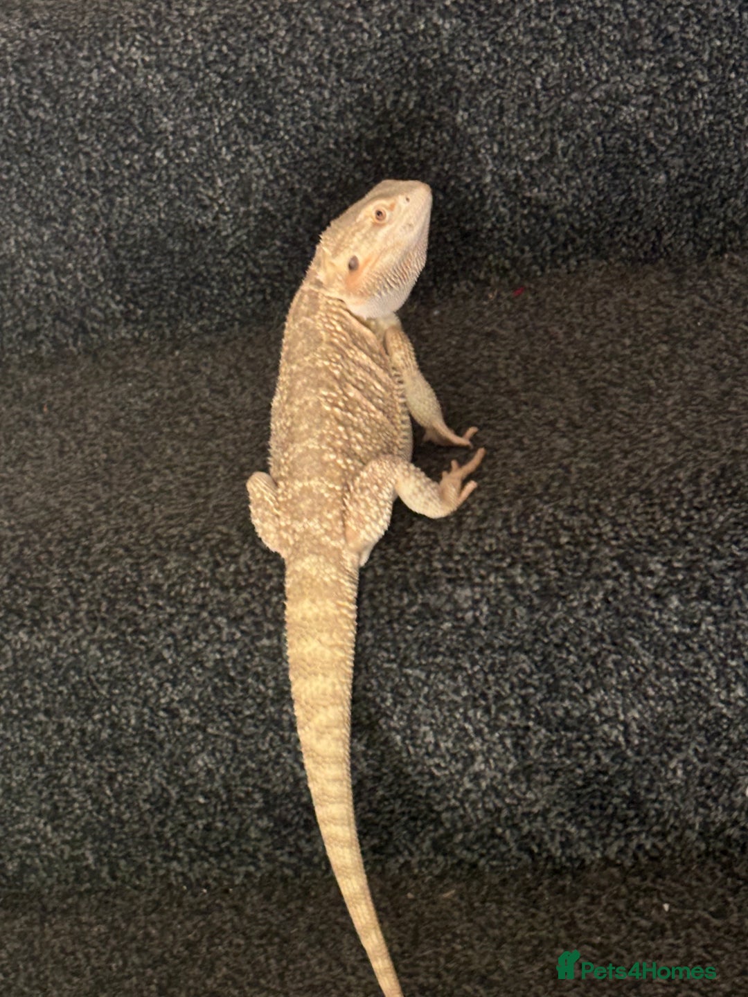 Bearded Dragon reptiles for sale: Breaded dragon - Image 4