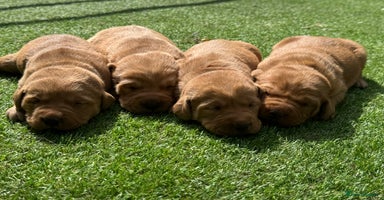 Labrador Retriever dogs - Advert 15
