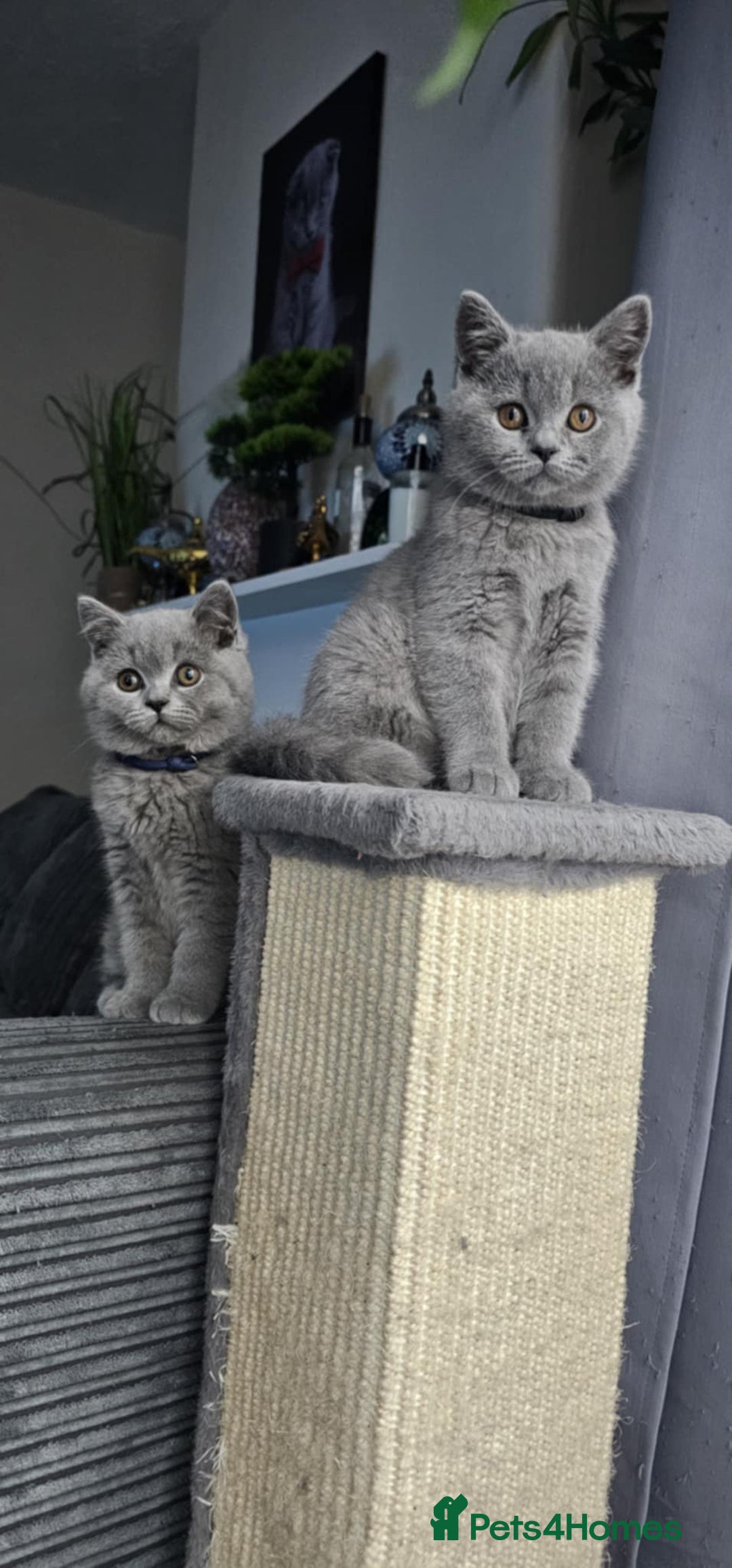 British Shorthair cats for sale: (READY NOW) Show Quality Champions 🥇🏆BSH GCCF - Image 6