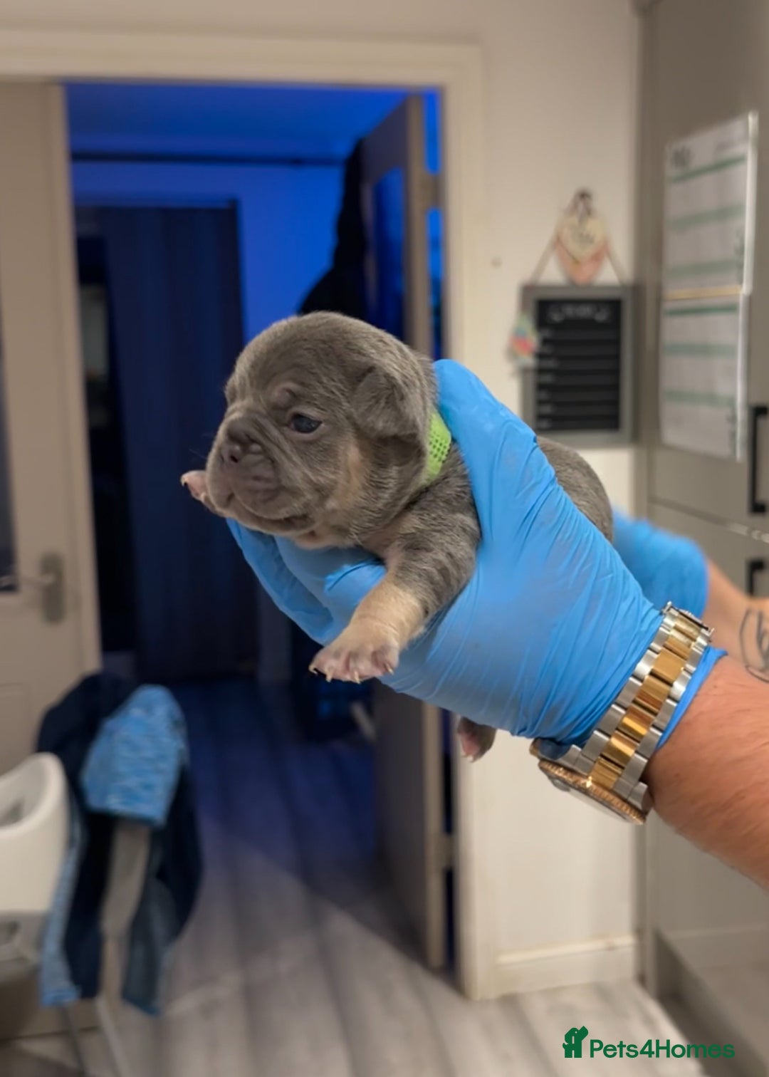 French Bulldog dogs for sale: Merle and lilac and tan French bulldog puppies - Image 14