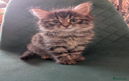 Mixed Breed cats for sale: Last one left! Mixed Breed Mini Maine Coon Dupes - Image 1