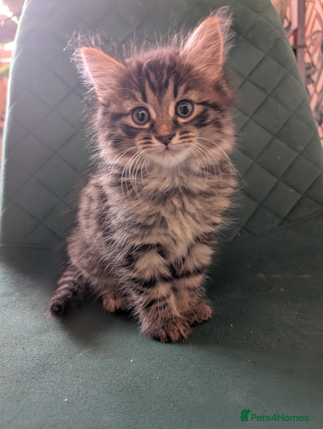 Mixed Breed cats for sale: Last one left! Mixed Breed Mini Maine Coon Dupes - Image 1