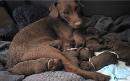 Patterdale Terrier dogs for sale: Adorable Chocolate Patterdale Terrier  - Image 2