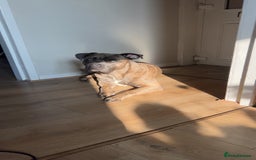 Mixed Breed dogs for sale: Beautiful Bruno - Image 1