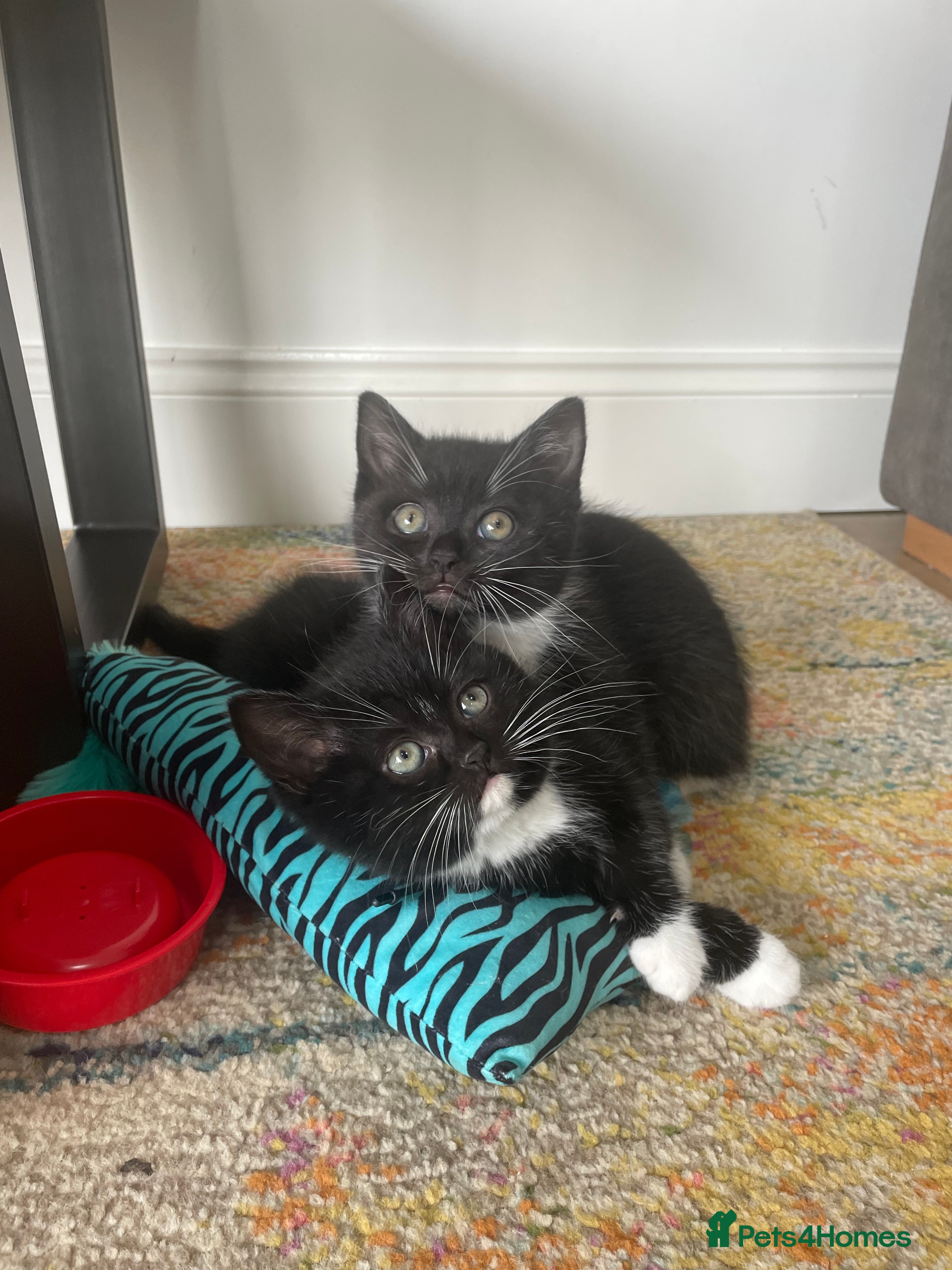 British Longhair cats Stunning litter of British long hair - Advert 6