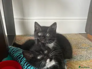 British Longhair cats Stunning litter of British long hair - Advert 6