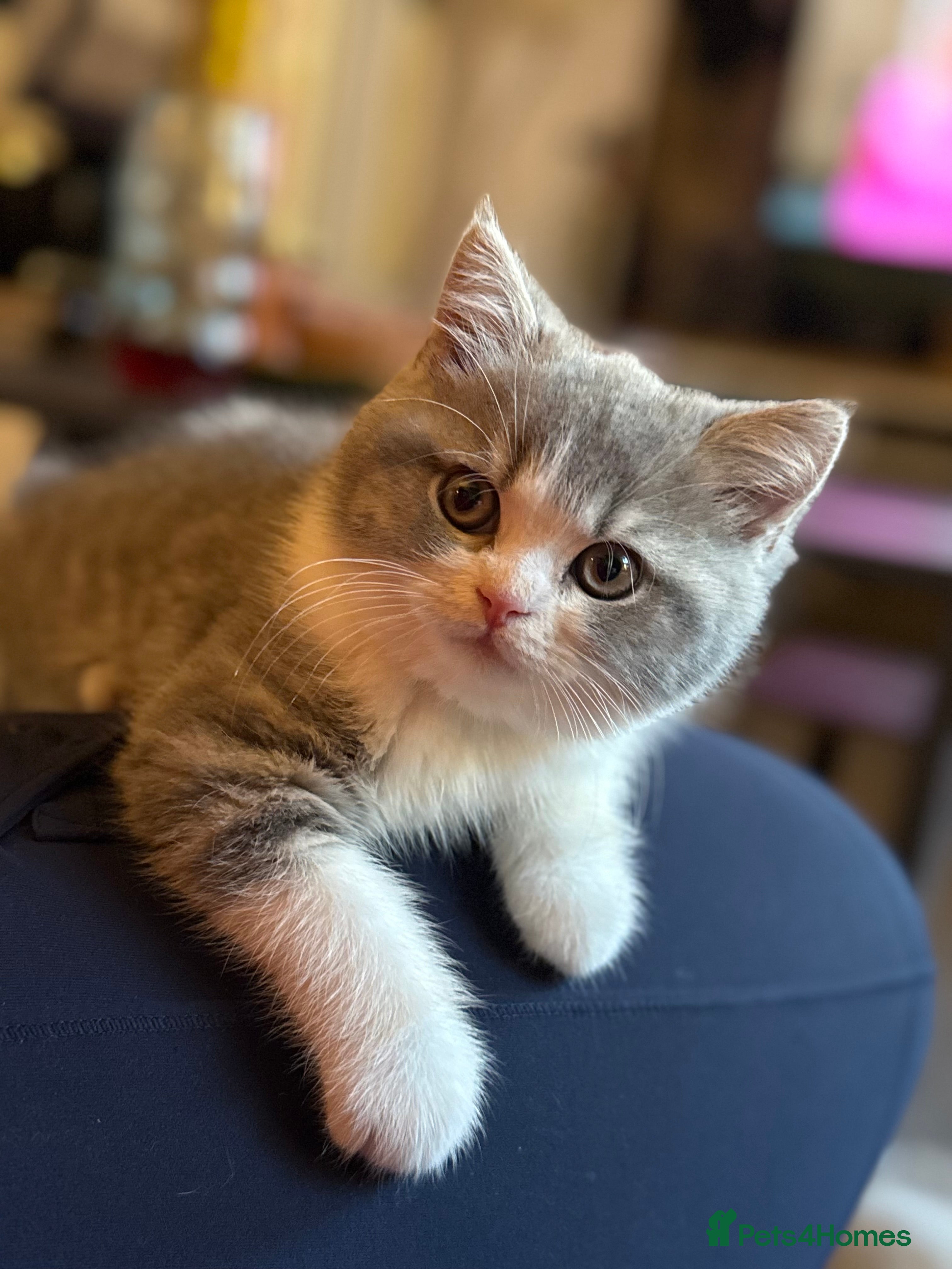 British Shorthair cats Champion line kittens 😻🥇🏆  - Advert 1