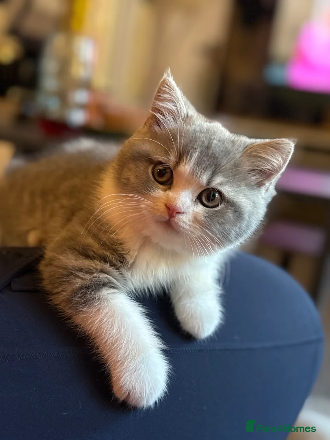 British Shorthair cats for sale: Champion line kittens 😻🥇🏆  - Advert 2