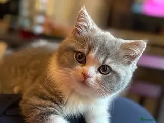 British Shorthair cats Champion line kittens 😻🥇🏆 - Advert 1