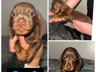 Miniature Dachshund dogs Stunning Miniature dachshund puppies - Advert 7