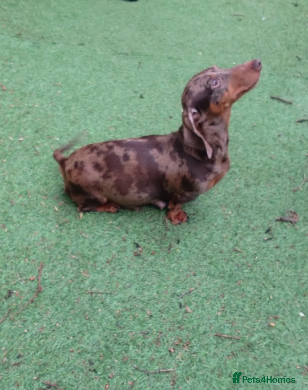 Miniature Dachshund dogs for sale: Mini Dachshund Puppies KC Ready start of March 🐾 - Advert 6
