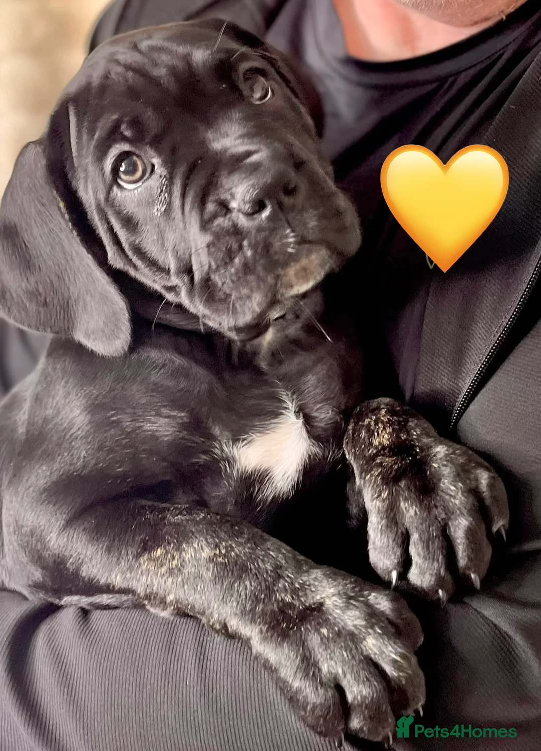 Cane Corso dogs for sale: Cane Corso Puppies Full pedigree  - Advert 20