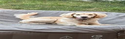 Mixed Breed dogs for sale: Cocker cross for rehome - Advert 2