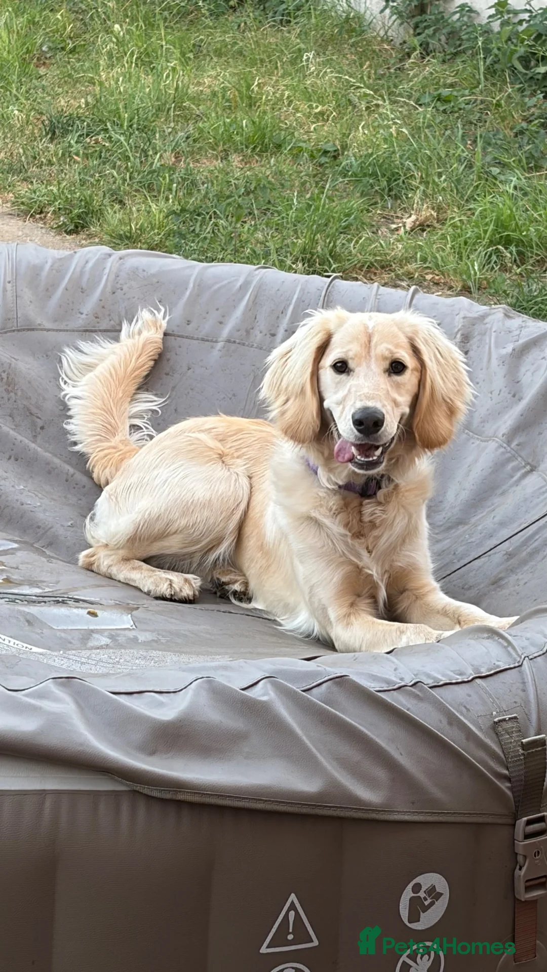 Mixed Breed dogs for sale: Cocker cross for rehome - Advert 2
