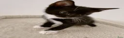 Mixed Breed cats for sale: Figaro, Tuxedo male kitten  - Advert 3