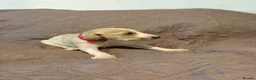 Saluki dogs for sale: Beautiful Saluki pups from champion lines - Advert 19