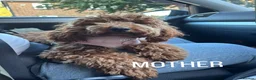 Toy Poodle dogs for sale: Absolutely gorgeous puppies 🐶  - Advert 3