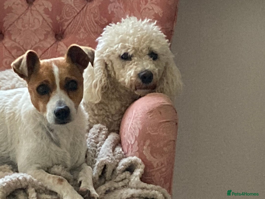 Jackapoo dogs for sale: @@GORGEOUS JACKAPOO PUPPIES@@ - Image 21