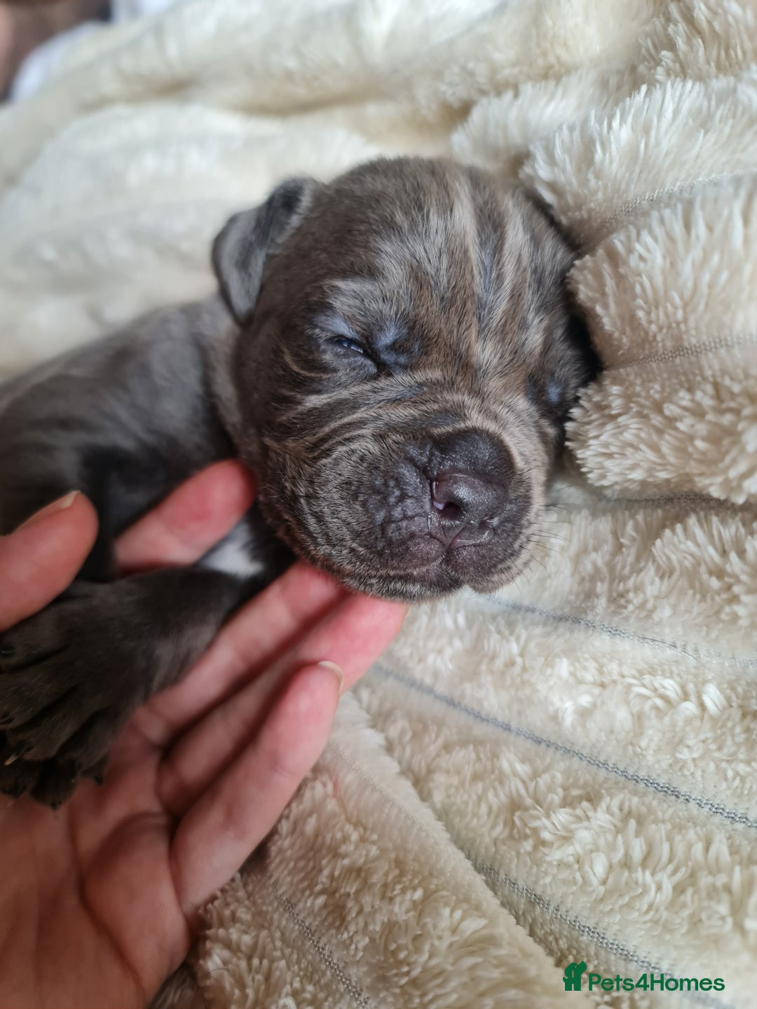 Cane Corso dogs for sale: Cane corso puppies  - Image 24