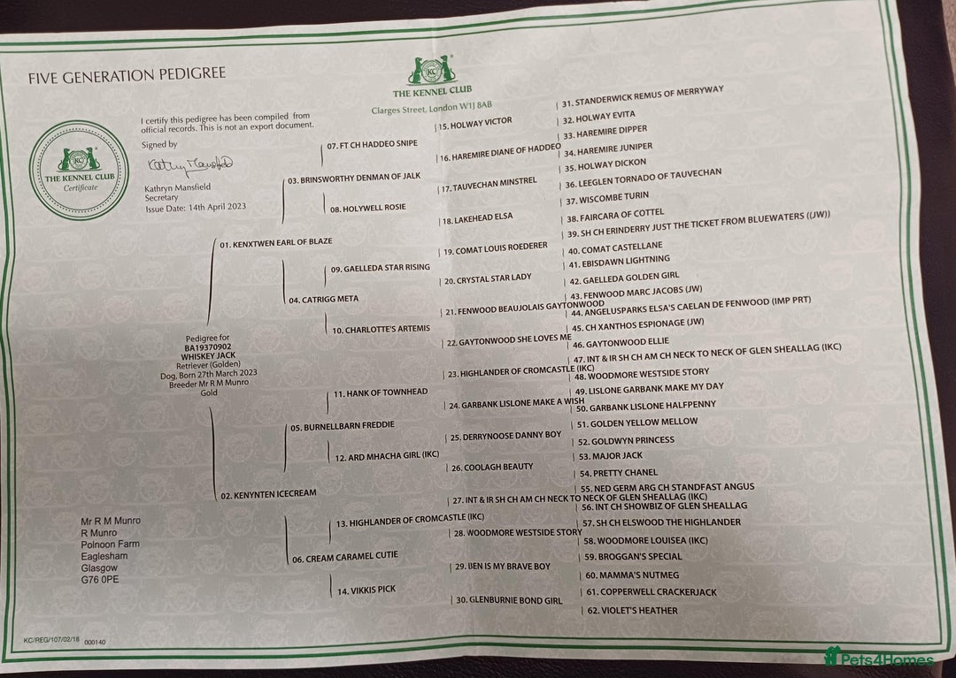 Golden Retriever dogs for stud: Beau - Stunning Golden Retriever for Stud Glasgow in Glenboig - Advert 4