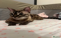 Bengal cats for sale: 2x Female Bengals  - Image 3