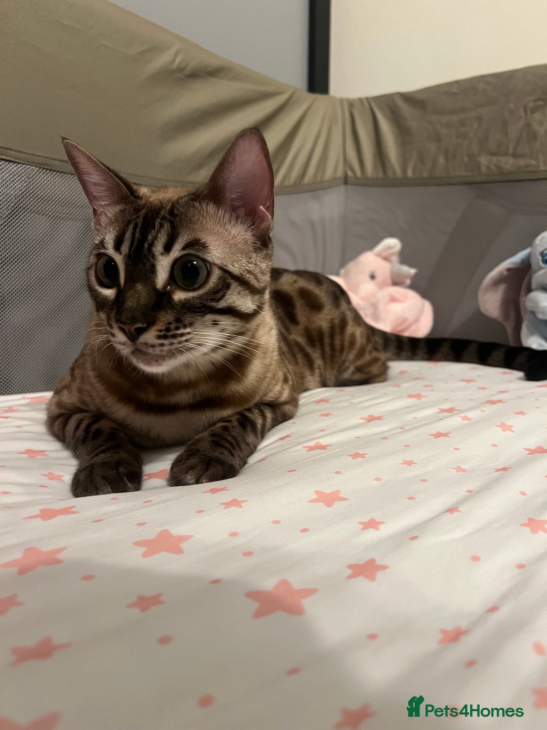 Bengal cats for sale: 2x Female Bengals  - Image 3