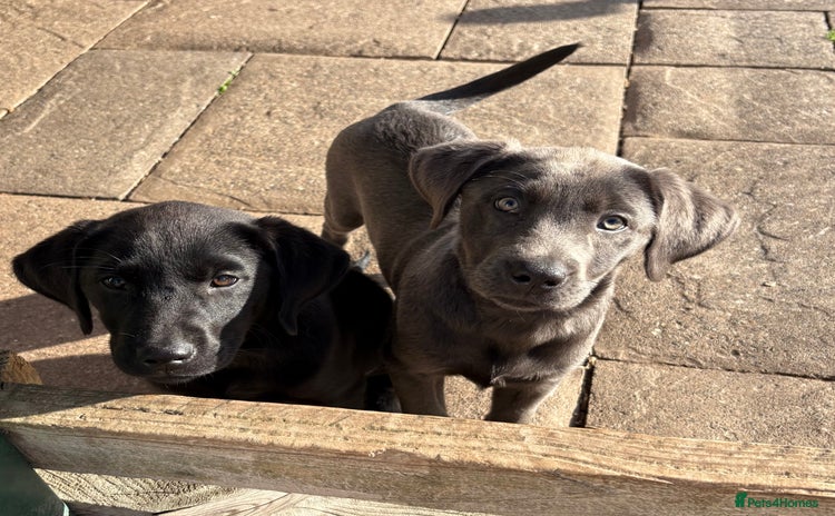 Labrador Retriever dogs - Advert 9