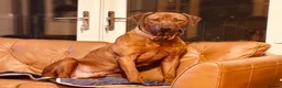 Rhodesian Ridgeback dogs for sale: 5 Star Council Registered Breeder M022667 - Advert 16
