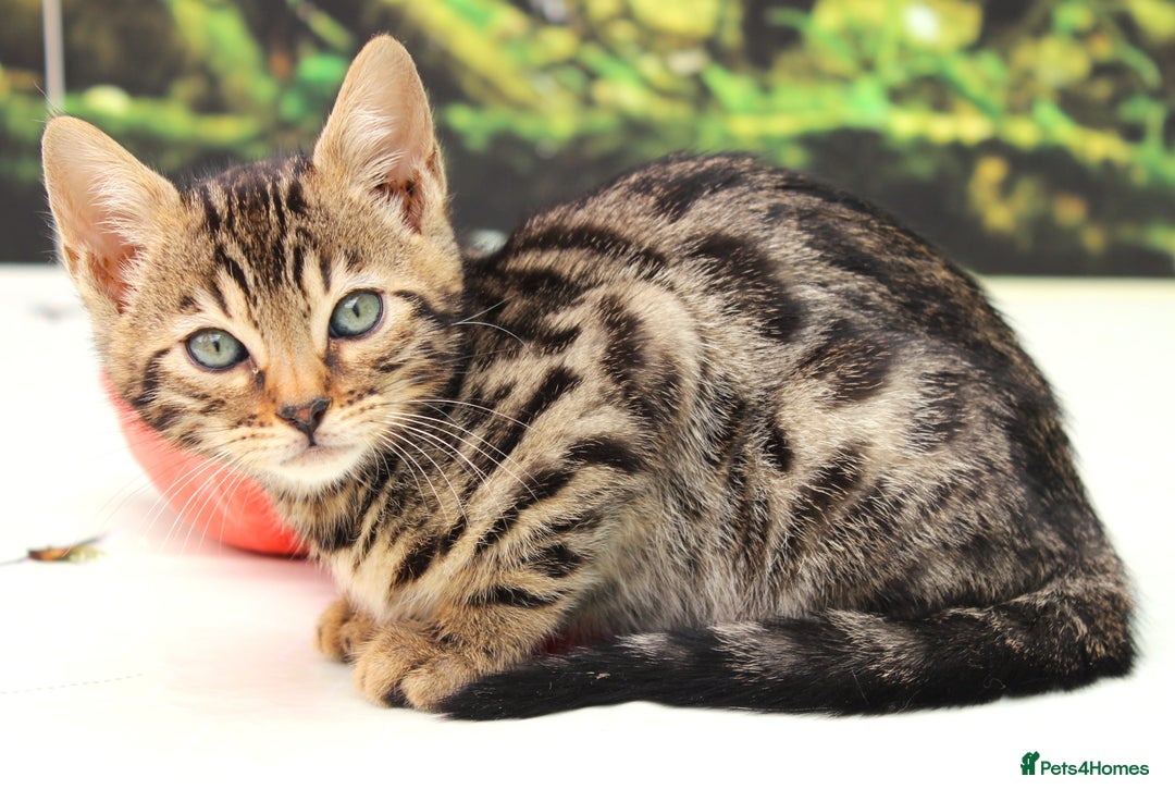 Bengal cats for sale: CUTE SNOW & BROWN BENGAL KITTENS (TICA REG) - Image 13