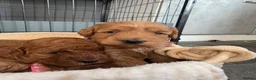 Cockapoo dogs for sale: Extensively health tested F1b cockapoos - Advert 8