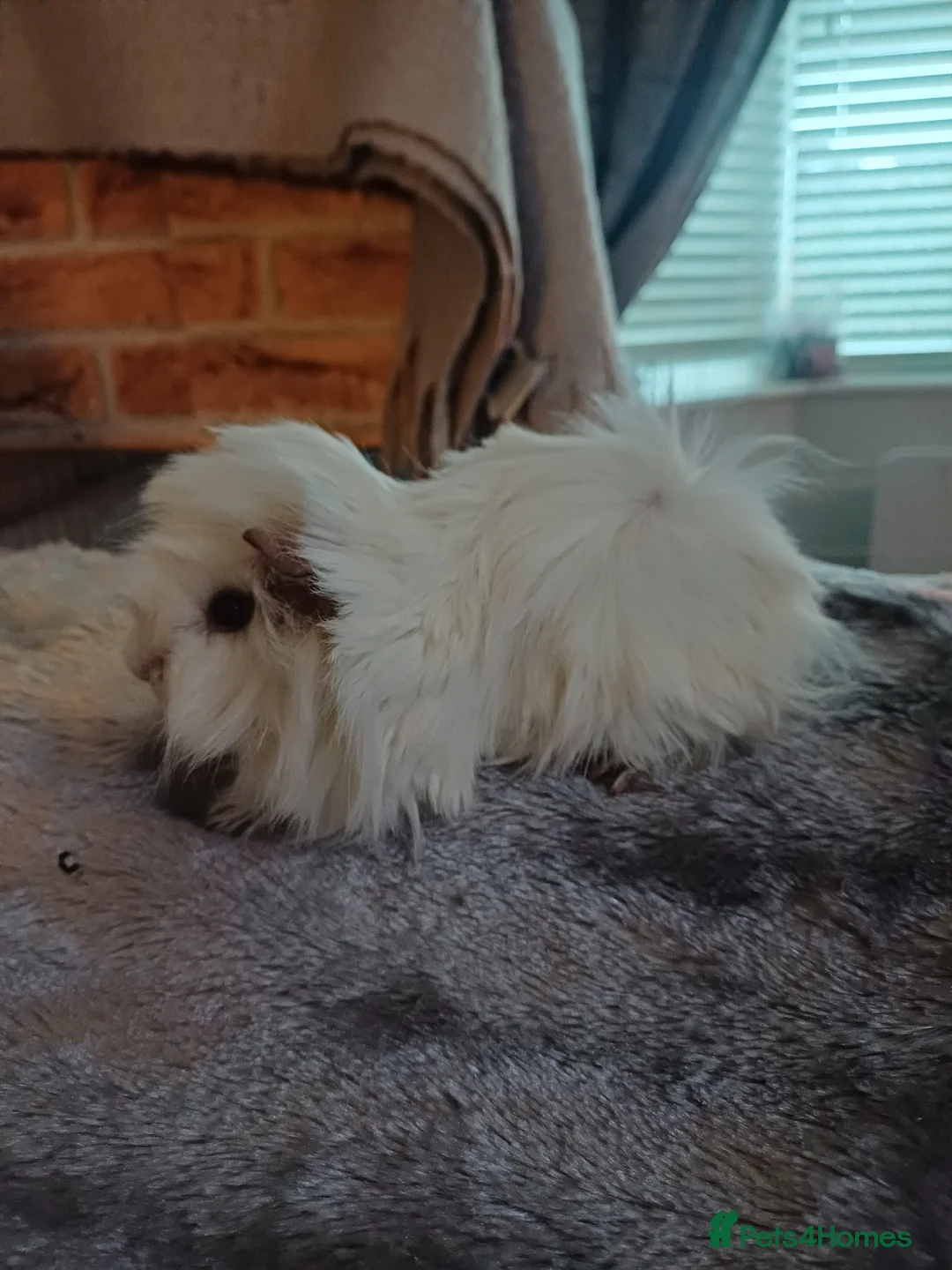 Guinea Pig rodents for sale: Skinny/wolfies? Swiss and teddys - Advert 9