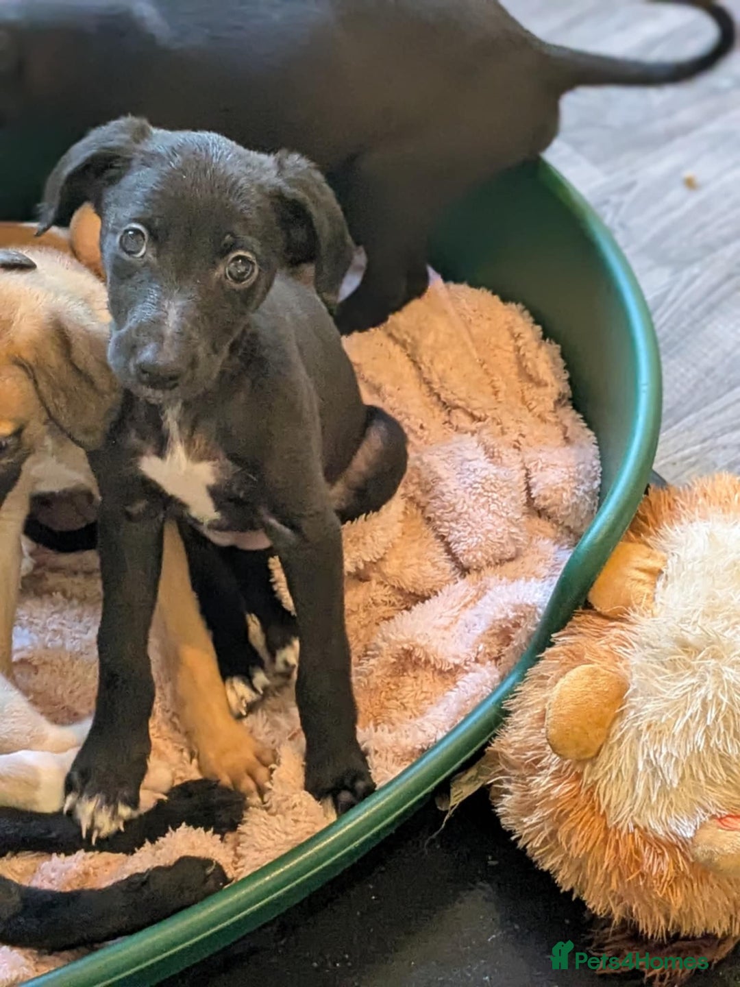 Lurcher dogs for sale: Lurcher pups ready to go to there forever home - Image 14