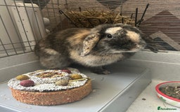 Mini Lop rabbits for sale: Beautiful boy mini lop  - Image 1