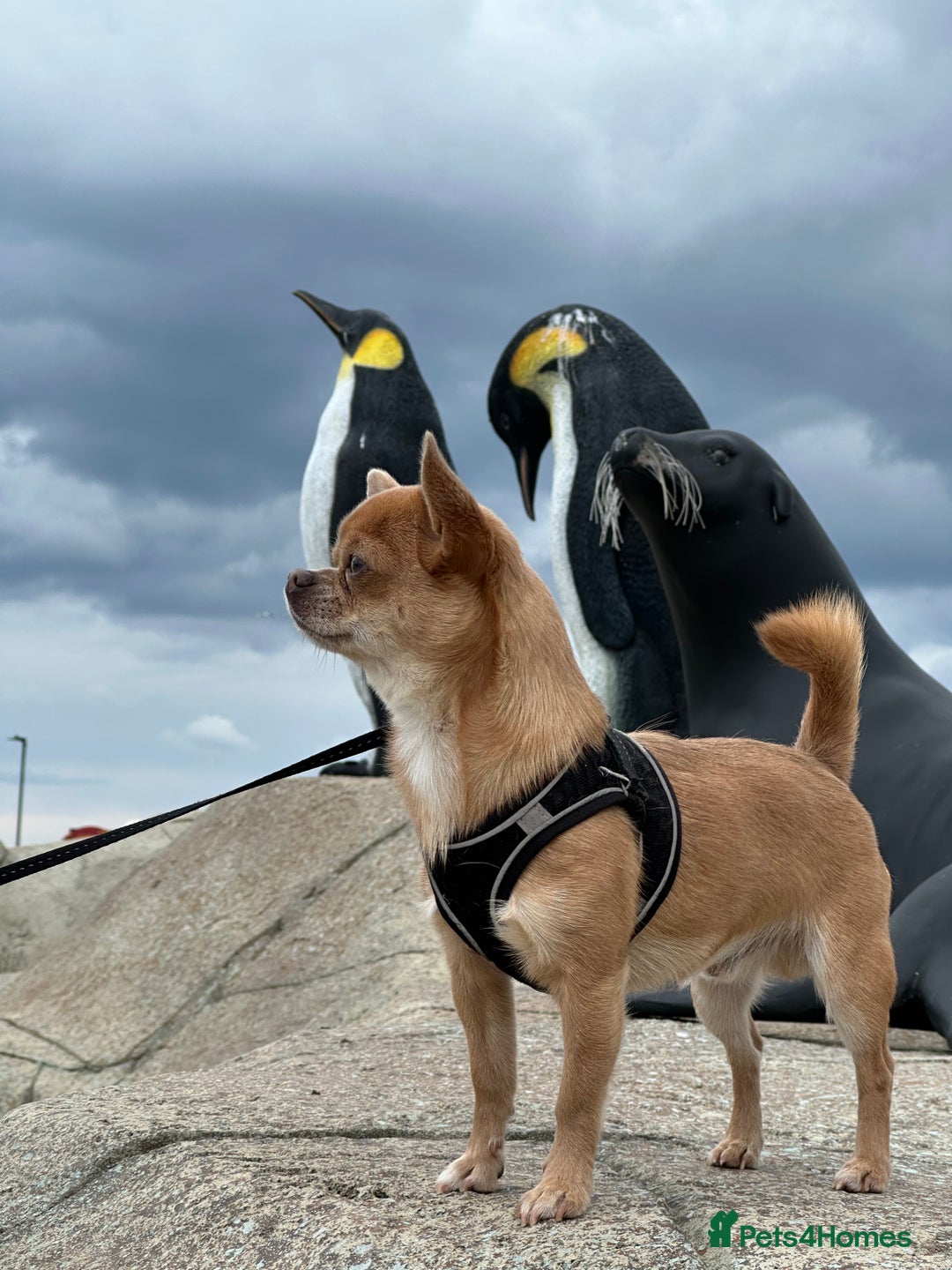 Chihuahua dogs for stud: Chihuahua short hair  - Advert 5