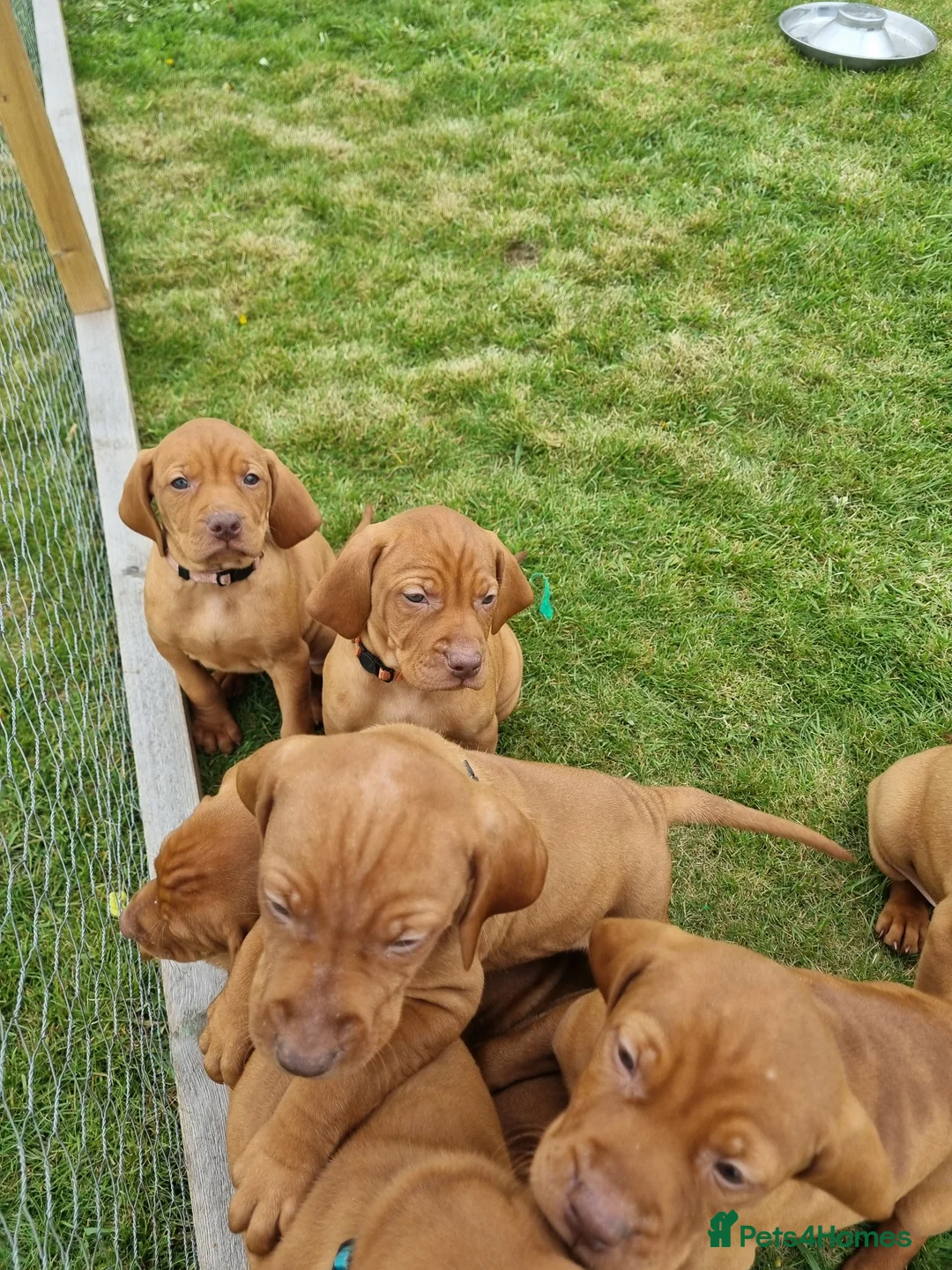 Hungarian Vizsla dogs for sale: Stunning Working Bred KC Hungarian Vizsla puppies  - Advert 2
