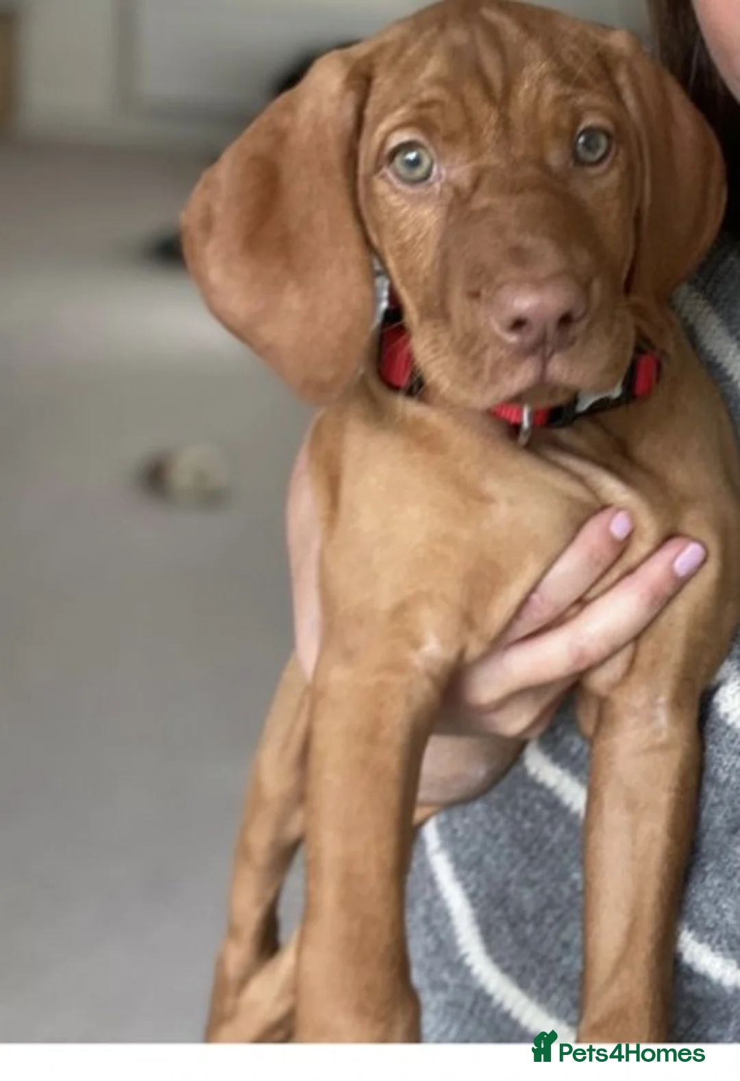 Hungarian Vizsla dogs for stud: Hungarian Vizsla for stud! in Llantwit Major - Advert 26