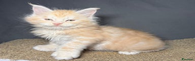 Maine Coon Kitten 4