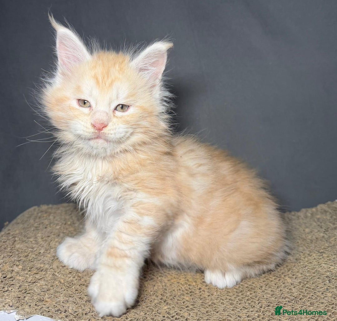 Maine Coon cats for sale: Champion line kittens, ready to reservation🥰 - Advert 13