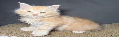 Maine Coon Kitten 4