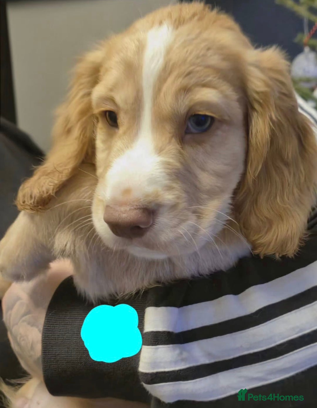 Cocker Spaniel dogs for sale: Stunning Cocker Spaniel puppies for sale - Advert 5