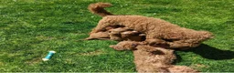 Miniature Poodle dogs for sale: Champion Line. KC Registered Fully health tested - Advert 7