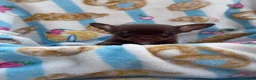 Chihuahua dogs for sale: Chocolate and tan Chihuahua puppies - Advert 14